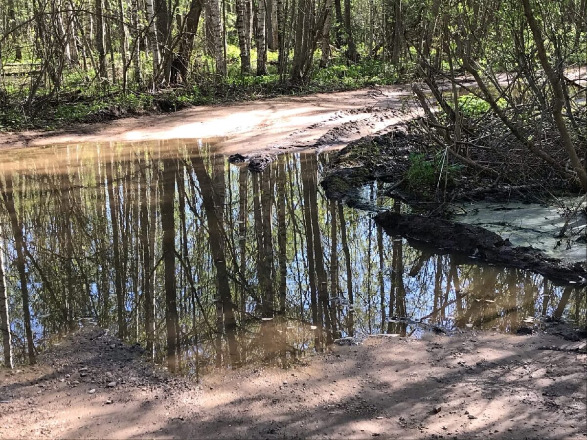 Лес в Тверской области ежегодно заливает канализацией