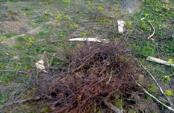 Биологи в Тверской области просят не рубить деревья до середины лета