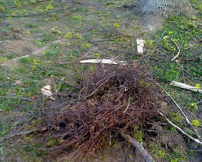 Биологи в Тверской области просят не рубить деревья до середины лета