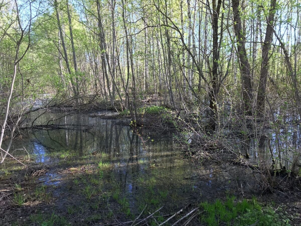 Лес в Тверской области ежегодно заливает канализацией