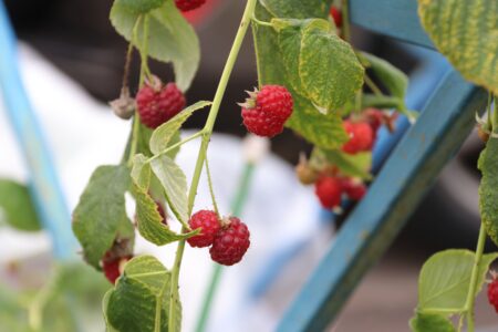 В помощь дачнику: на каких телеканалах лучшие идеи для сада-огорода В помощь дачнику: на каких телеканалах лучшие идеи для сада-огорода