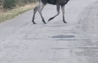 Неравнодушный водитель дважды спас участника движения в Тверской области от ДТП с лосем Неравнодушный водитель дважды спас участника движения в Тверской области от ДТП с лосем