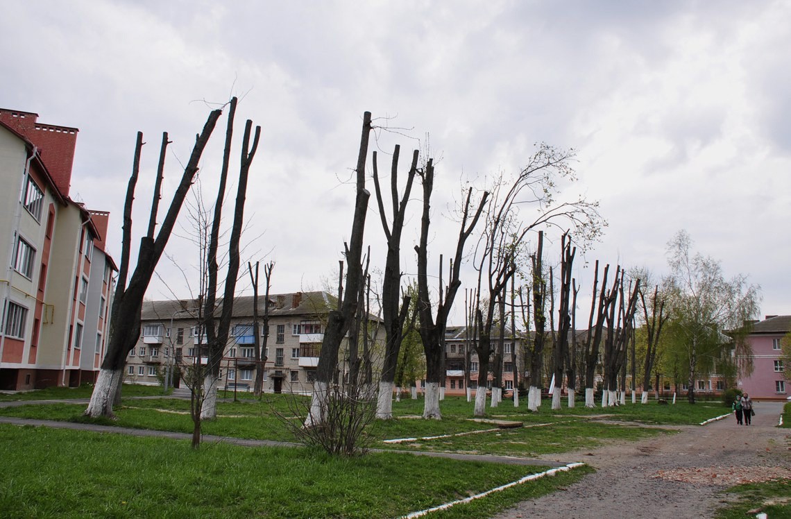 Биологи в Тверской области просят не рубить деревья до середины лета