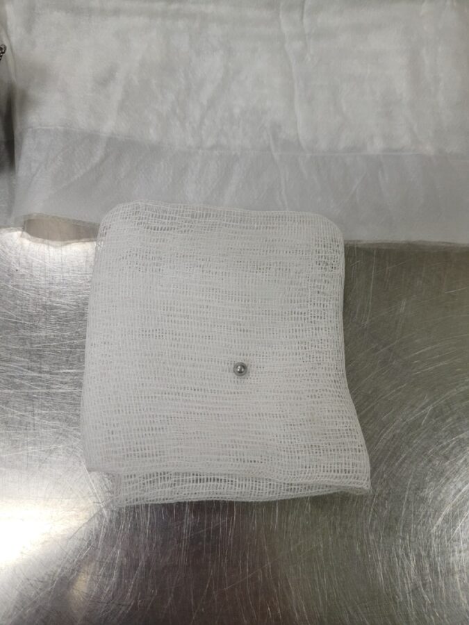 Коту, получившему пулю в Тверской области, ищут дом