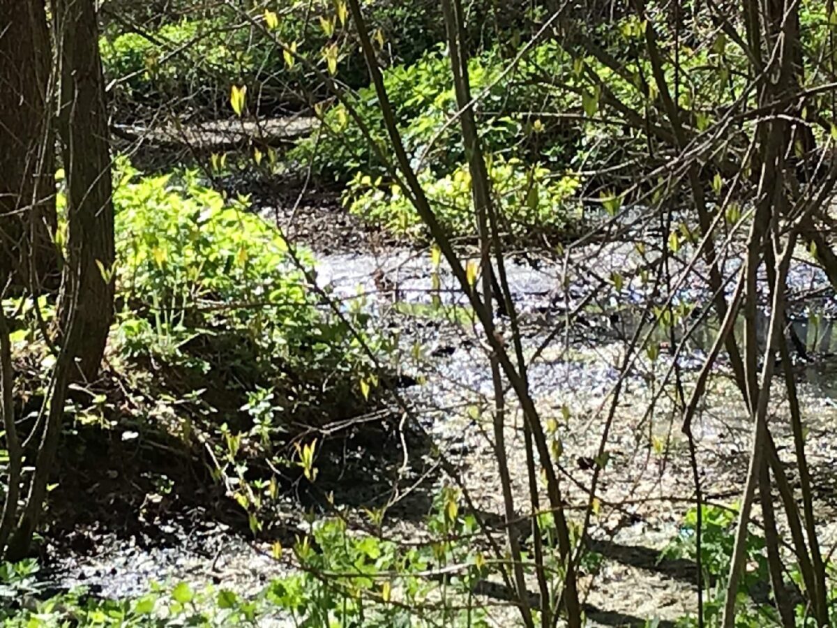 Лес в Тверской области ежегодно заливает канализацией