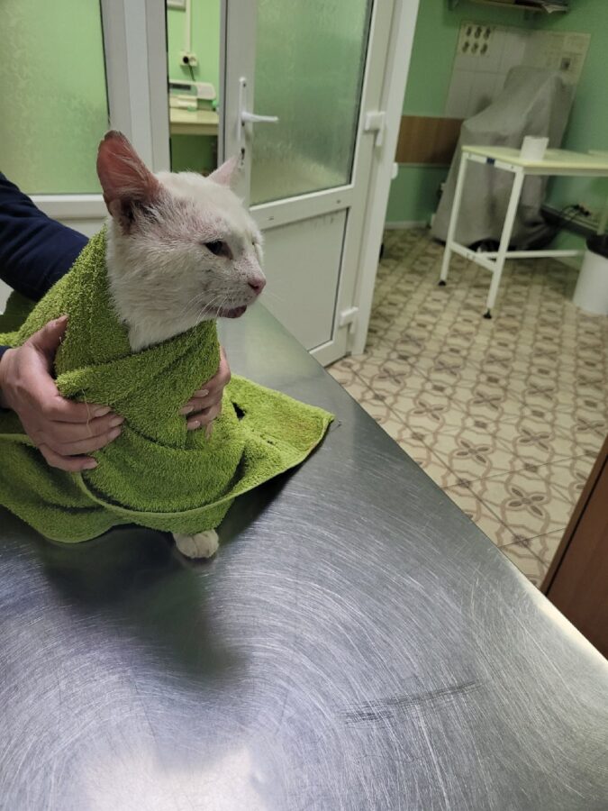 Коту, получившему пулю в Тверской области, ищут дом