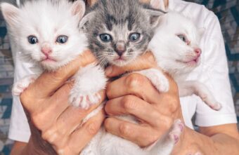 Дети спасли котят, которых безжалостно выбросили в реку в Тверской области Дети спасли котят, которых безжалостно выбросили в реку в Тверской области