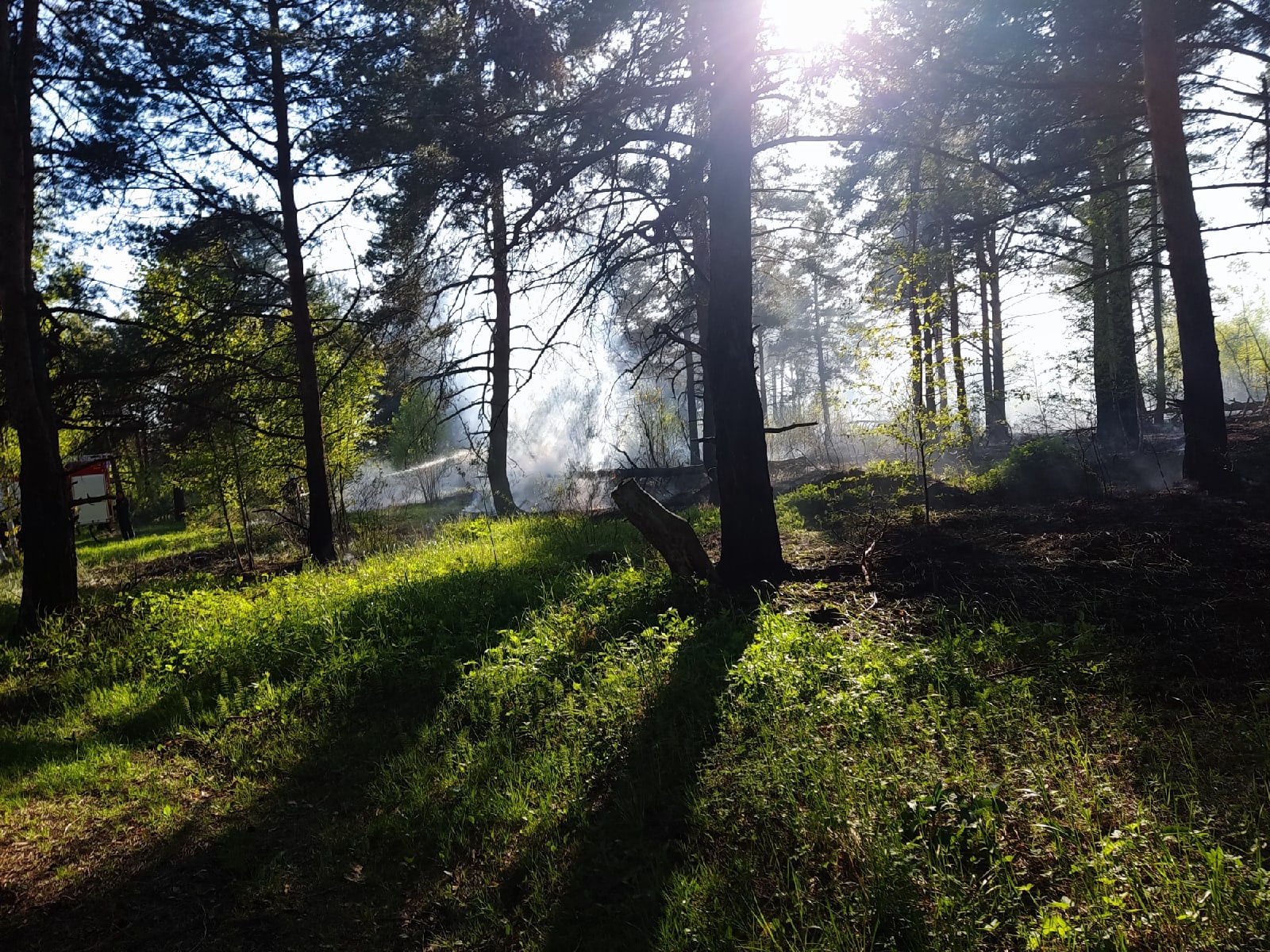 В лесу под Тверью тушат пожар