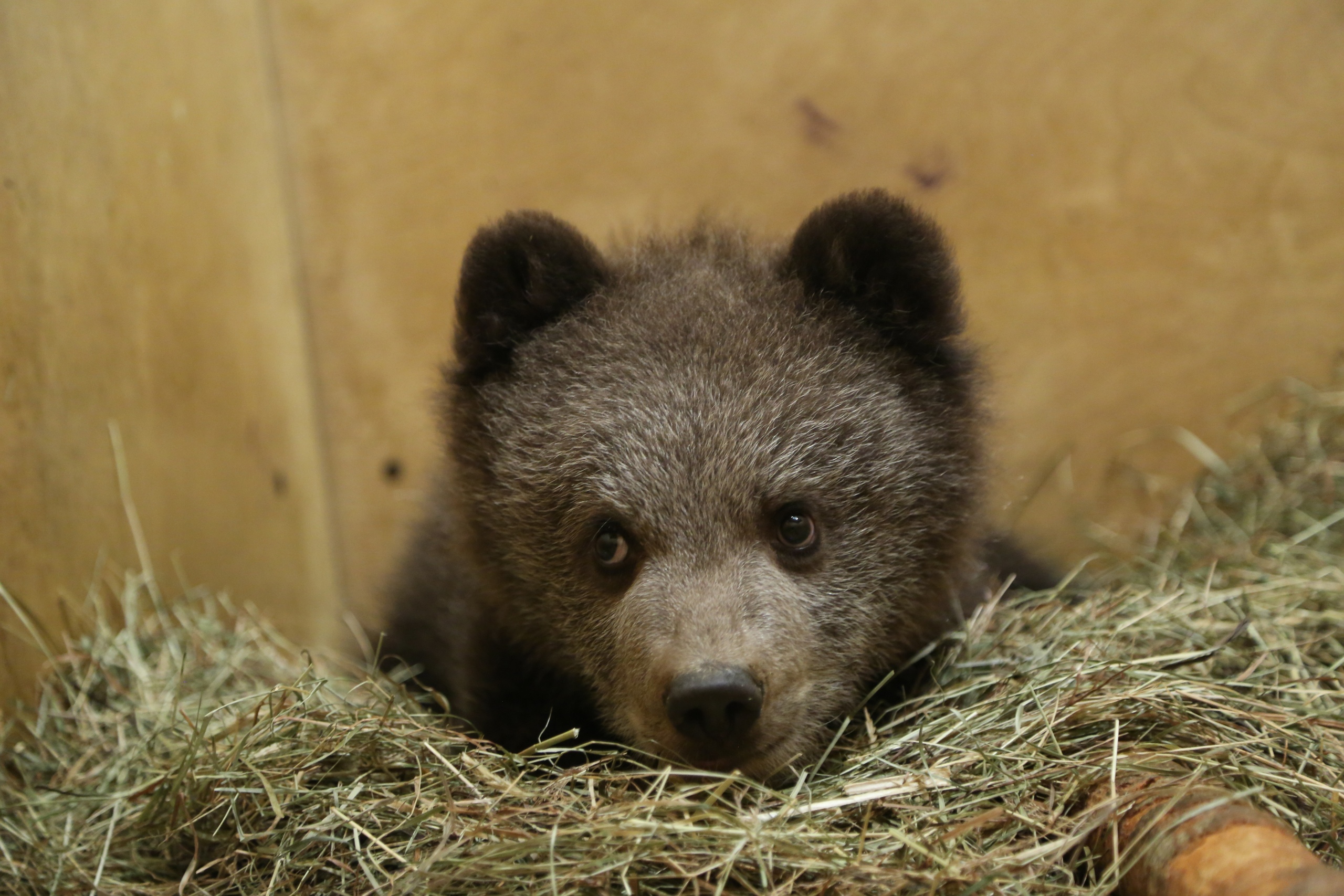 Медвежонок Веснушкин, застрявший в дереве в Тверской области, идёт на поправку
