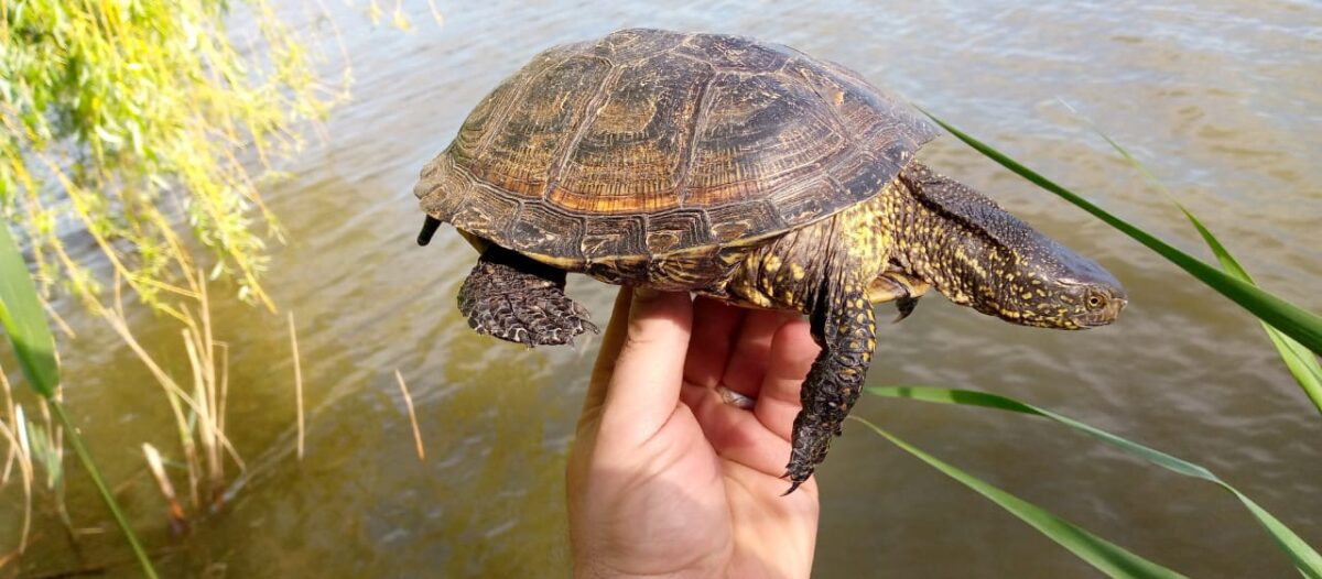 Потерявшаяся в Тверской области черепаха обрела новый дом