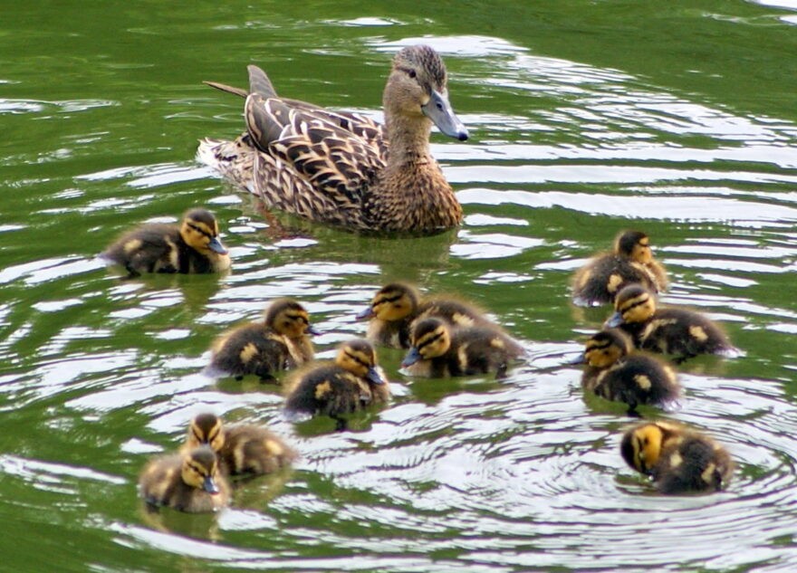 Милые утята в Тверской области радуют прохожих