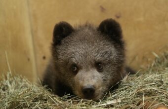 Стало известно, как чувствует себя спасённый в Тверской области медвежонок Стало известно, как чувствует себя спасённый в Тверской области медвежонок