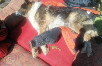 В Тверской области дети спасли пса, брошенного в колодец