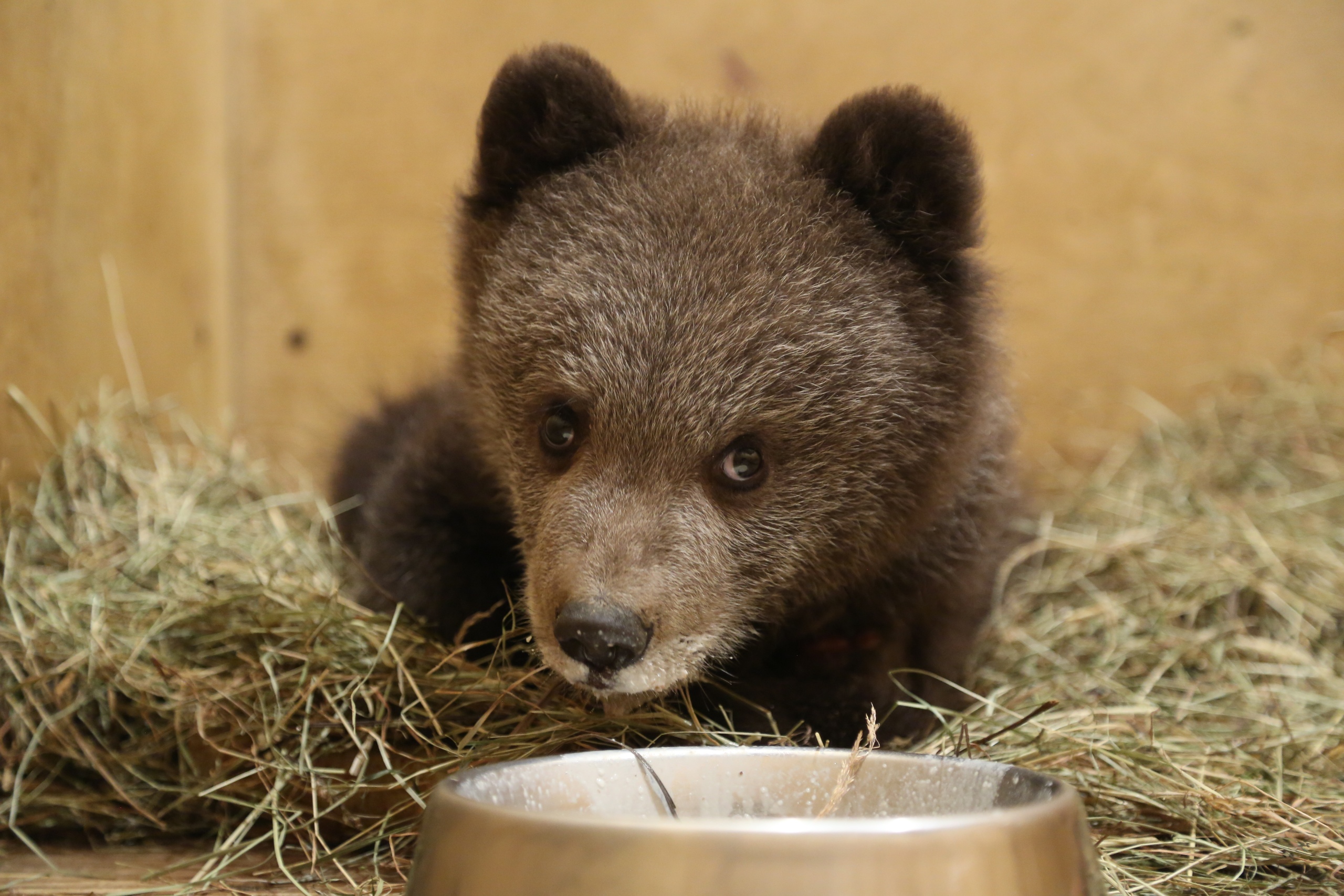 Медвежонок Веснушкин, застрявший в дереве в Тверской области, идёт на поправку