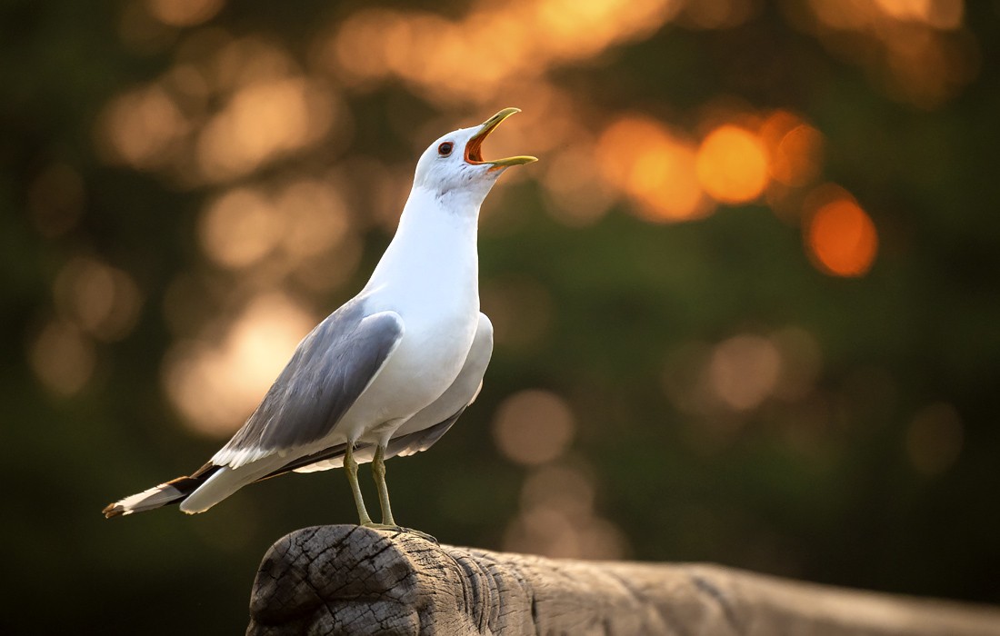 В Тверскую область, наконец-то, приходит лето