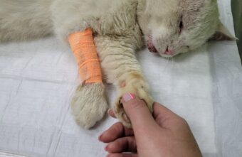 Коту, получившему пулю в Тверской области, ищут дом Коту, получившему пулю в Тверской области, ищут дом