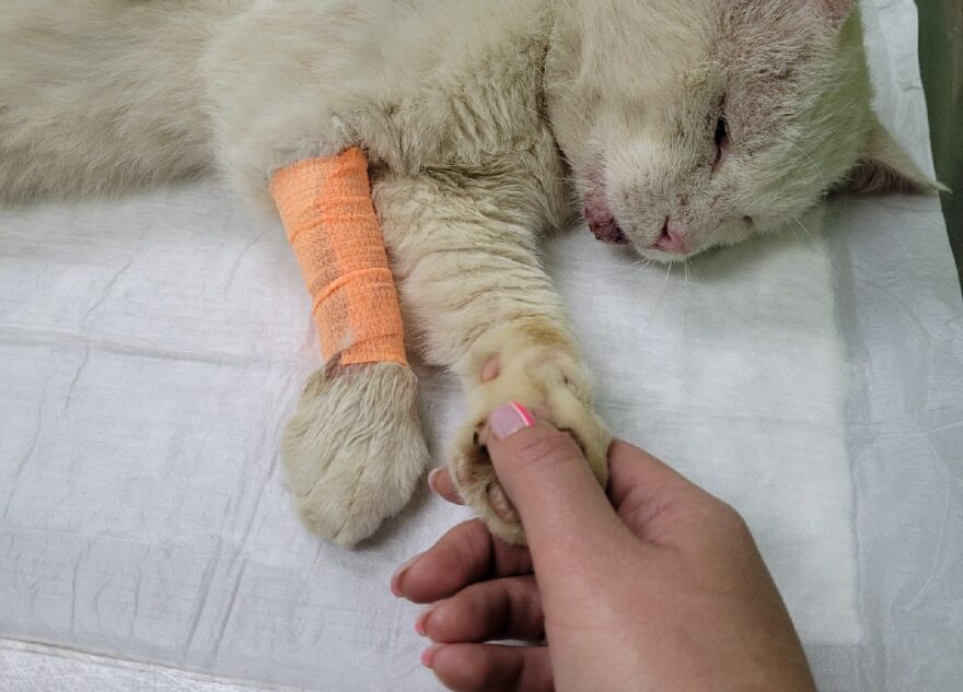 Коту, получившему пулю в Тверской области, ищут дом