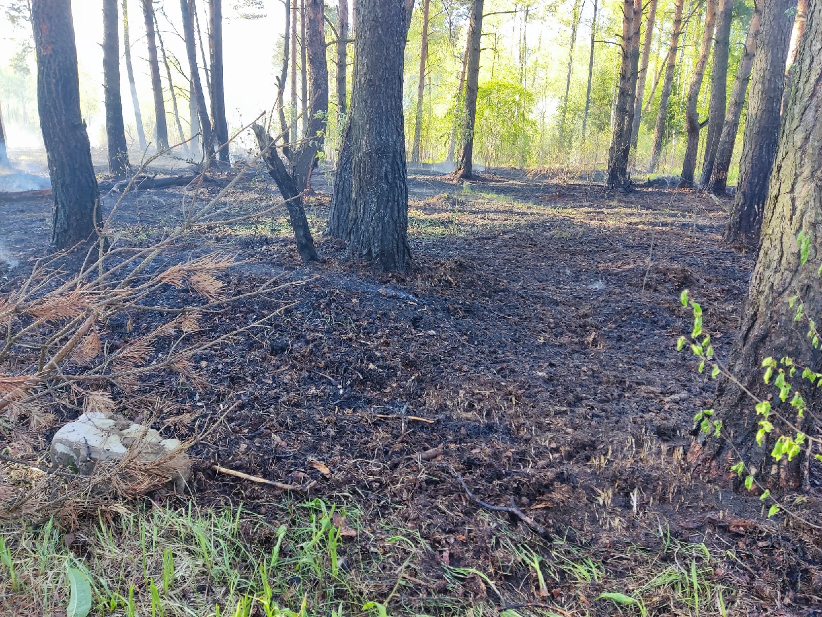 В лесу под Тверью тушат пожар