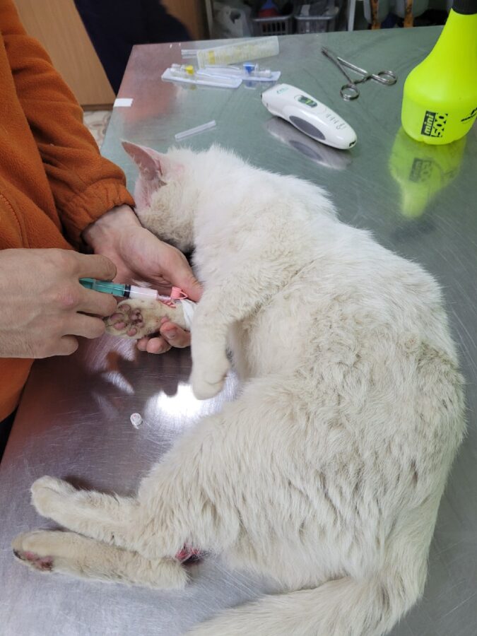 Коту, получившему пулю в Тверской области, ищут дом