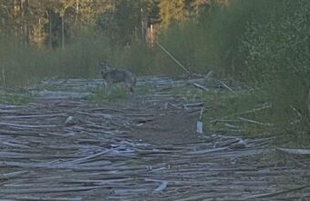 В Тверской области к людям вышел волк