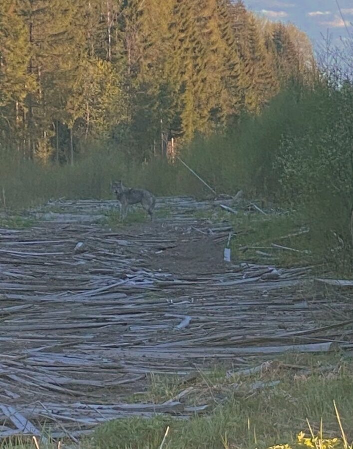 В Тверской области к людям вышел волк