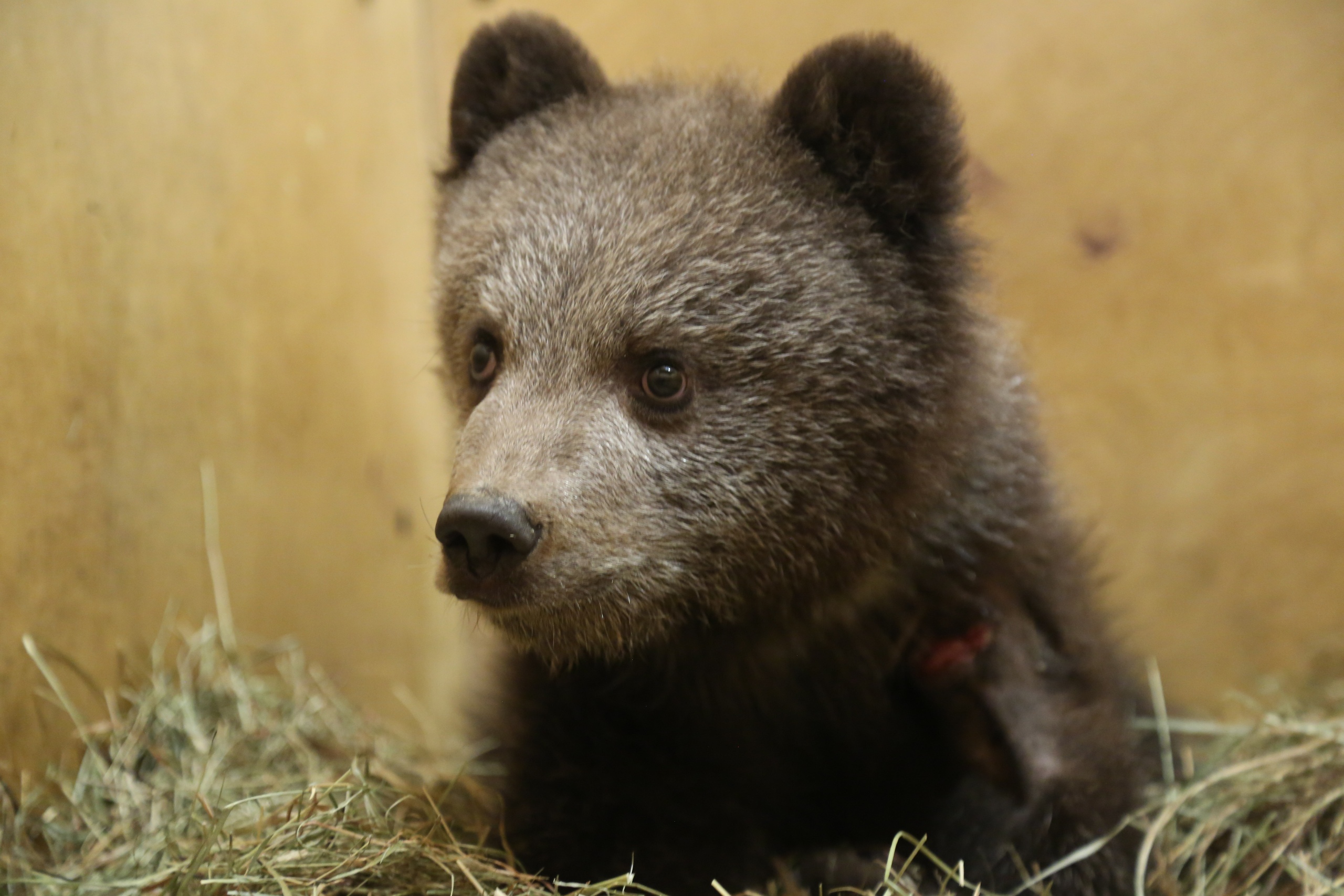 Медвежонок Веснушкин, застрявший в дереве в Тверской области, идёт на поправку