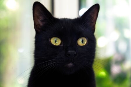 В Твери пожарные спасли кота