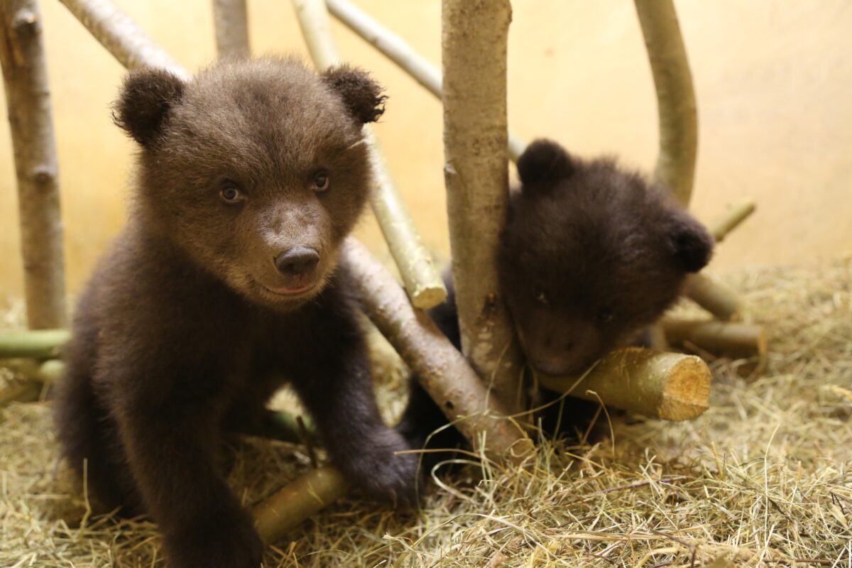 Спасённый в Тверской области Норд «одевается» в настоящий медвежий мех