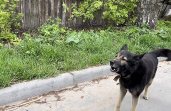 В Торжке Тверской области на жителей нападают собаки В Торжке Тверской области на жителей нападают собаки
