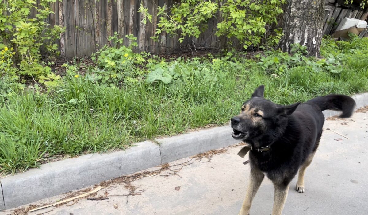 В Торжке Тверской области на жителей нападают собаки