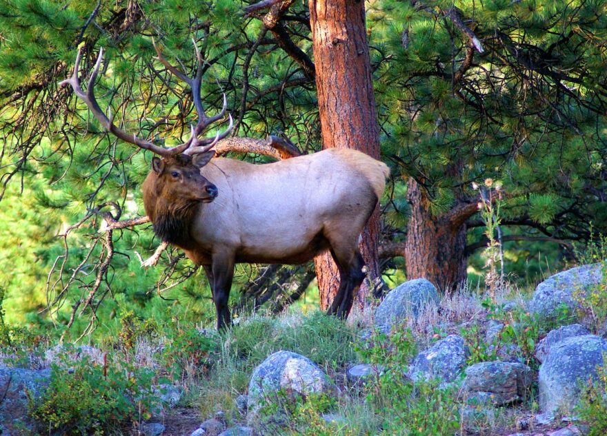 Лоси продолжают выходить на дороги в Тверской области