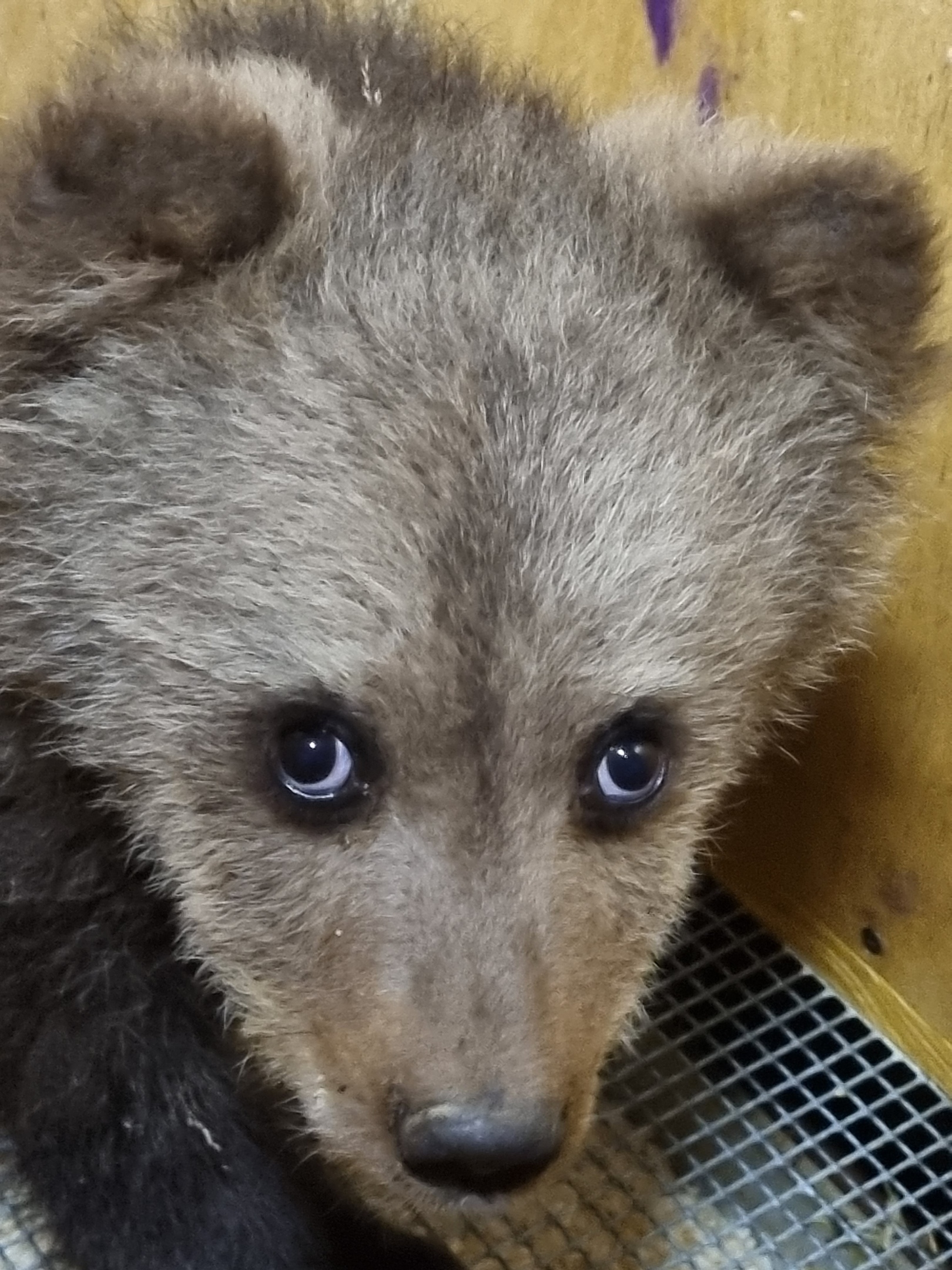 В Тверскую область привезли медвежонка, который сам вышел к людям от голода
