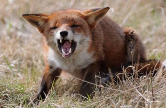Бешеную лису обнаружили в Тверской области Бешеную лису обнаружили в Тверской области