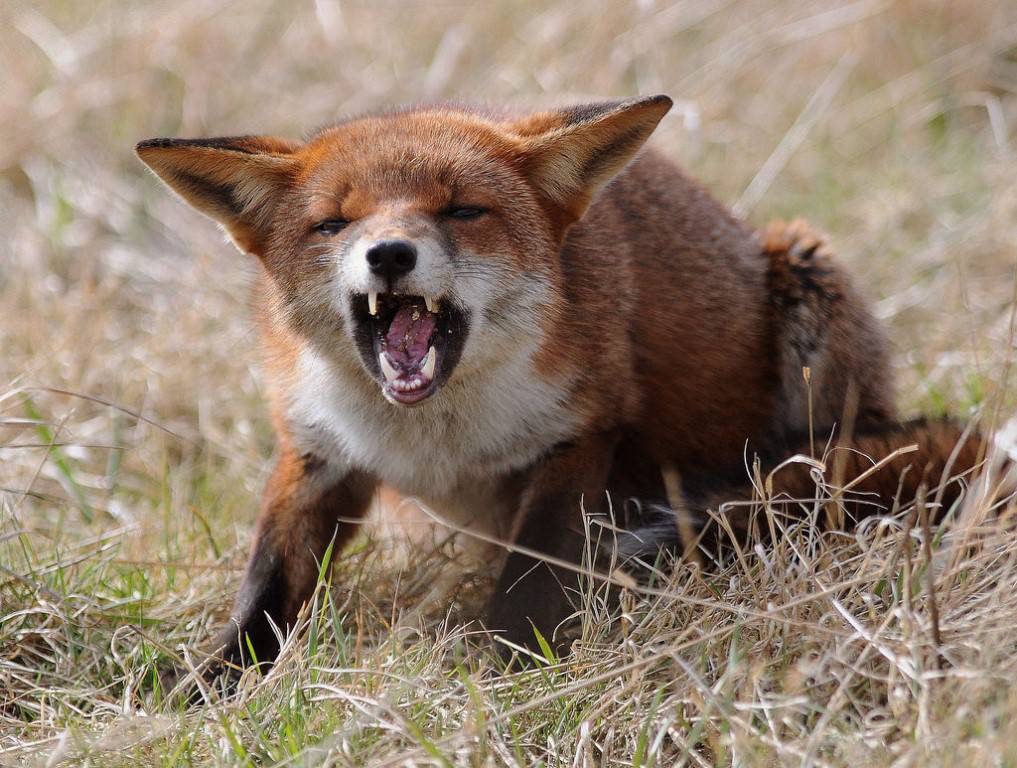 Бешеную лису обнаружили в Тверской области