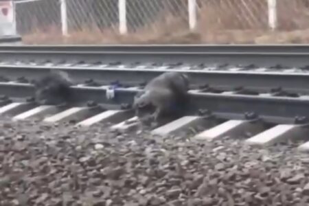 Молодые люди привязали собаку к рельсам и сняли на видео, как её переезжает поезд