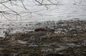 В Тверской области на берегу реки почти неделю лежал разлагающийся труп