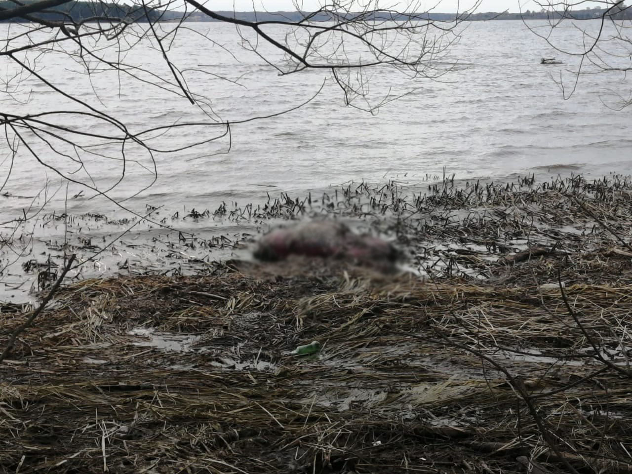 В Тверской области на берегу реки почти неделю лежал разлагающийся труп