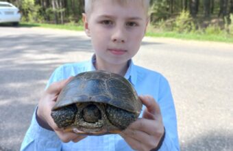 На дороге в Тверской области потерялась красавица-черепаха