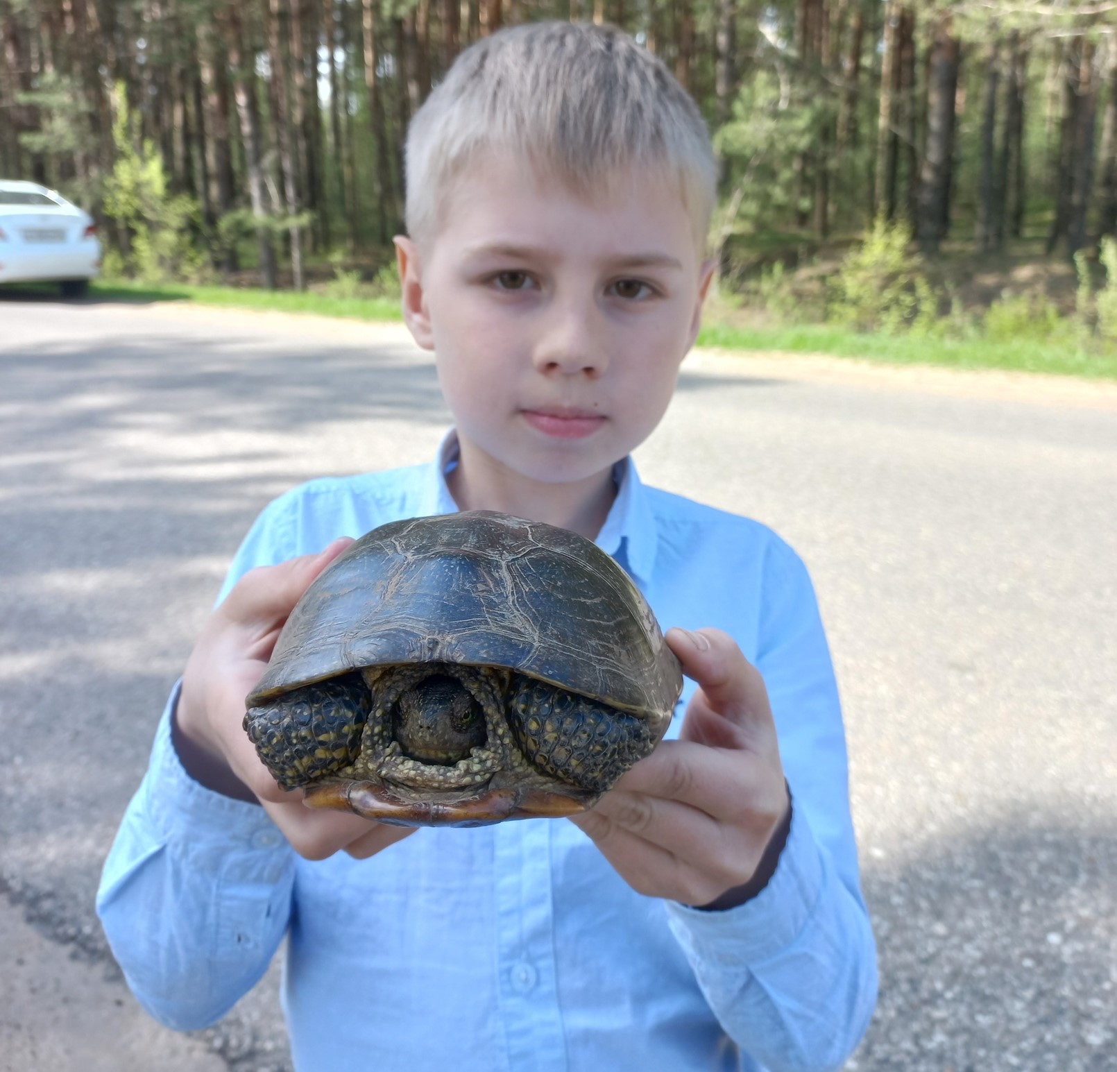 На дороге в Тверской области потерялась красавица-черепаха