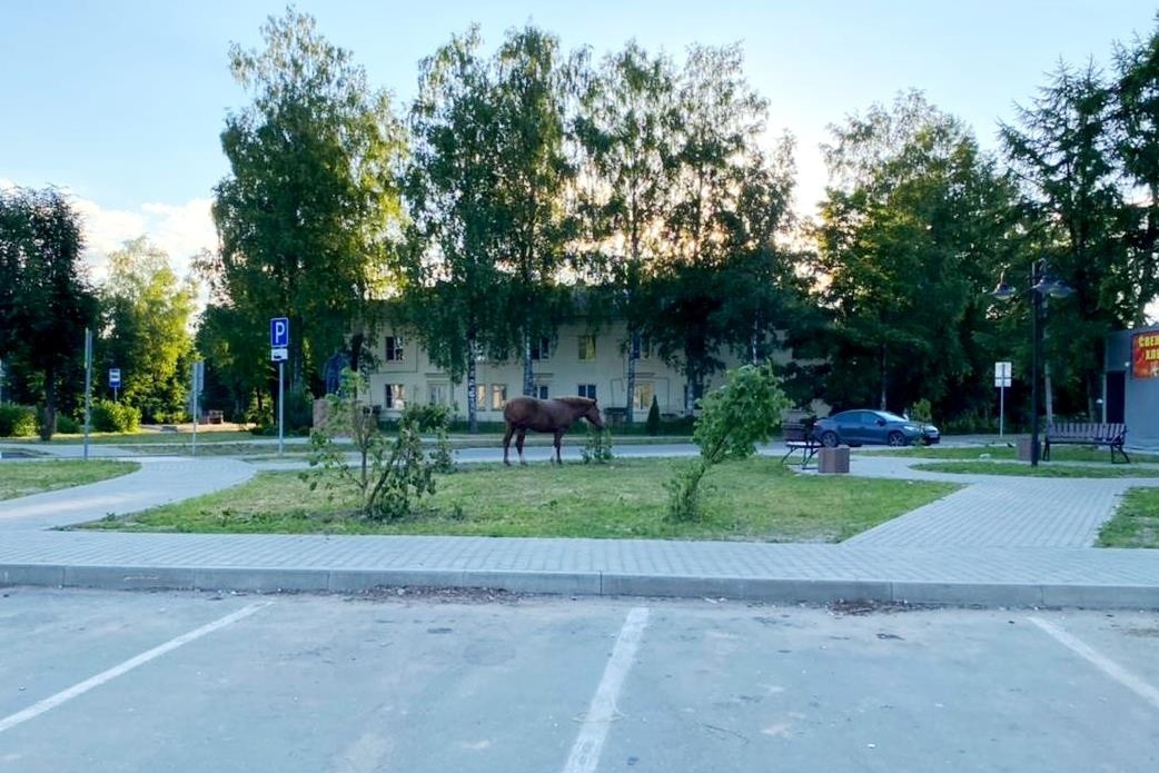 Безнадзорные лошади уничтожили красивые липы в Тверской области