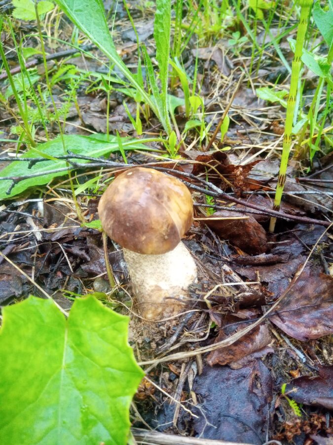 Выяснилось, где в Тверской области уже пошли настоящие грибы