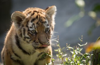 На телебашне в Твери на четыре дня включат полосатую подсветку На телебашне в Твери на четыре дня включат полосатую подсветку