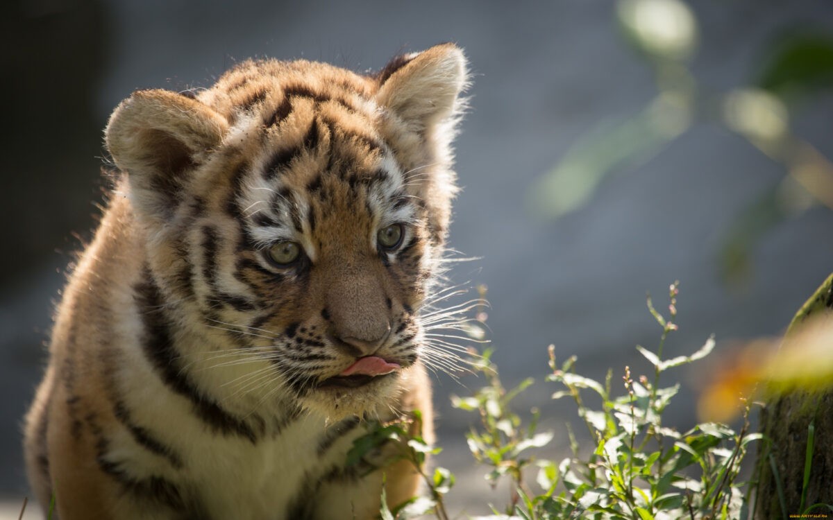 На телебашне в Твери на четыре дня включат полосатую подсветку