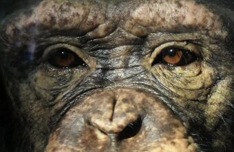 В России началось тестирование новой вакцины против оспы