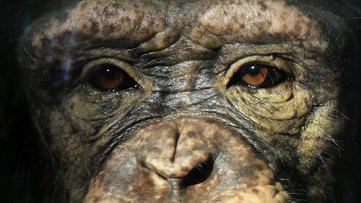 В России началось тестирование новой вакцины против оспы