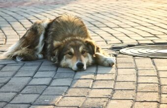 Ситуация с бездомными животными в Тверской области улучшится Ситуация с бездомными животными в Тверской области улучшится