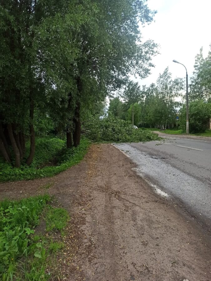Ветер и дождь поломали деревья в Твери