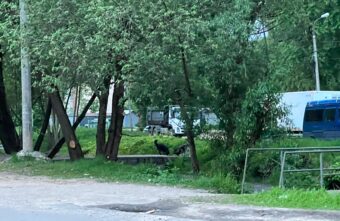 В Твери стая собак набросилась на детей