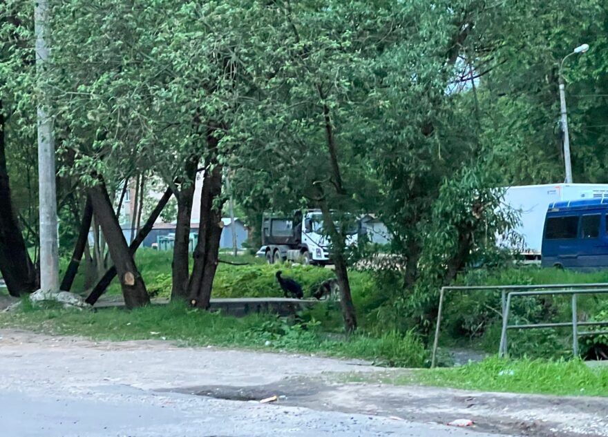 В Твери стая собак набросилась на детей