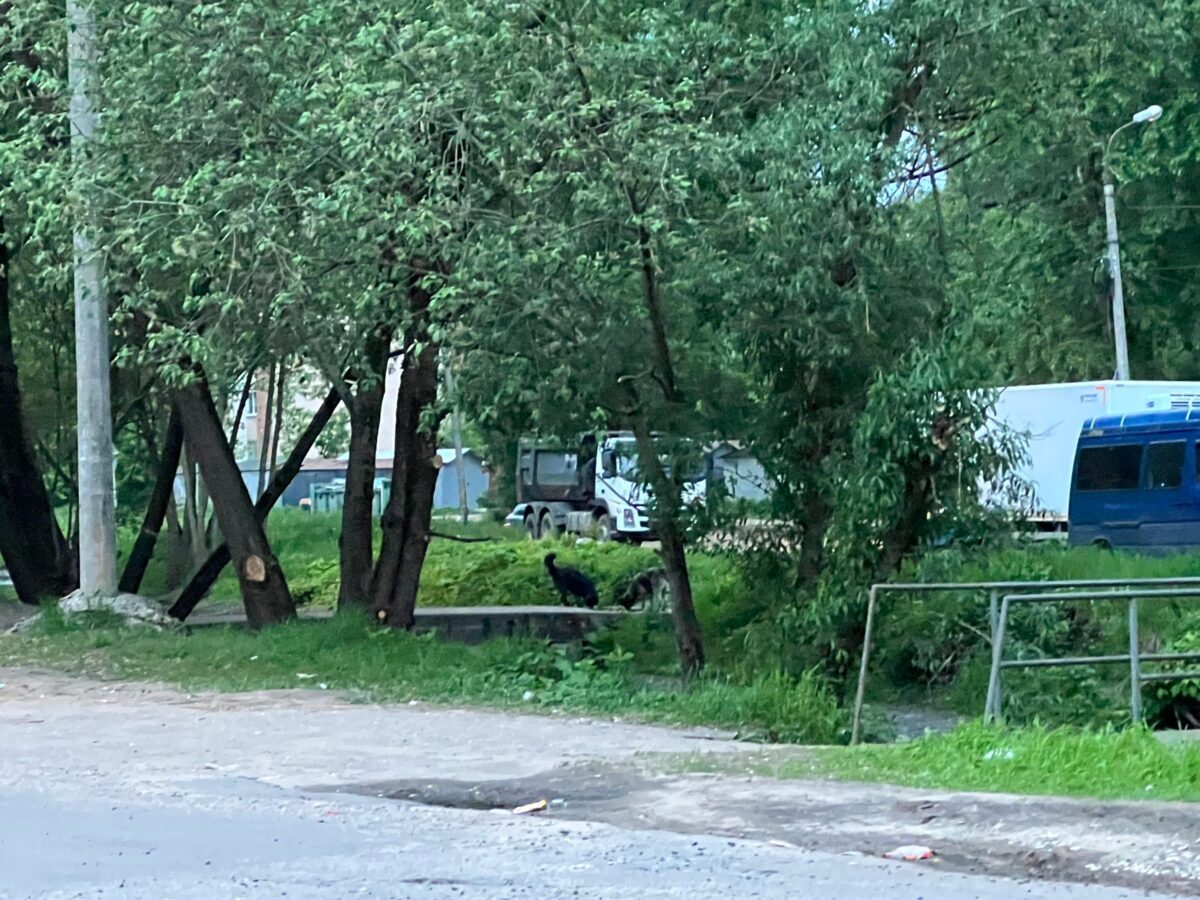 В Твери стая собак набросилась на детей